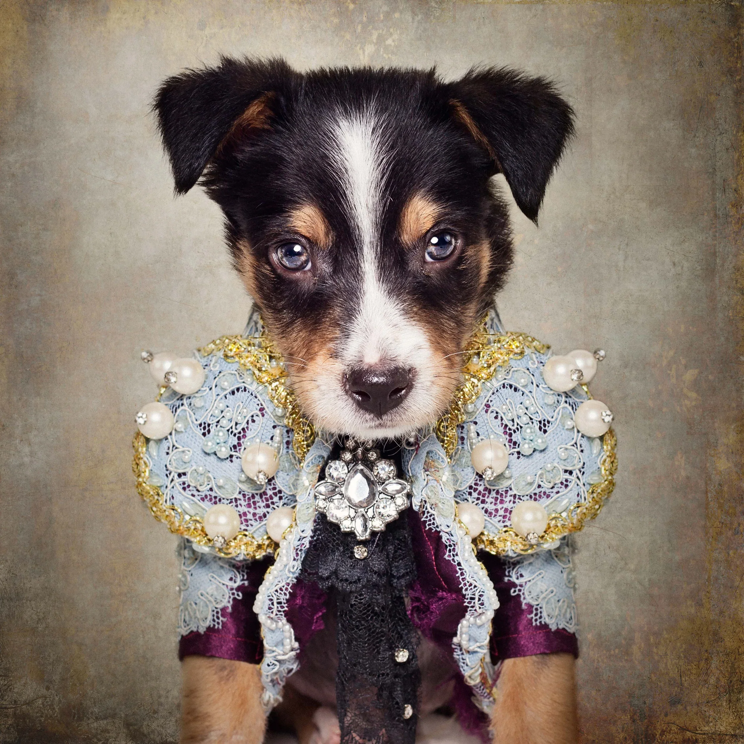 Shelter Pets Project - Loki Poster och Canvastavla