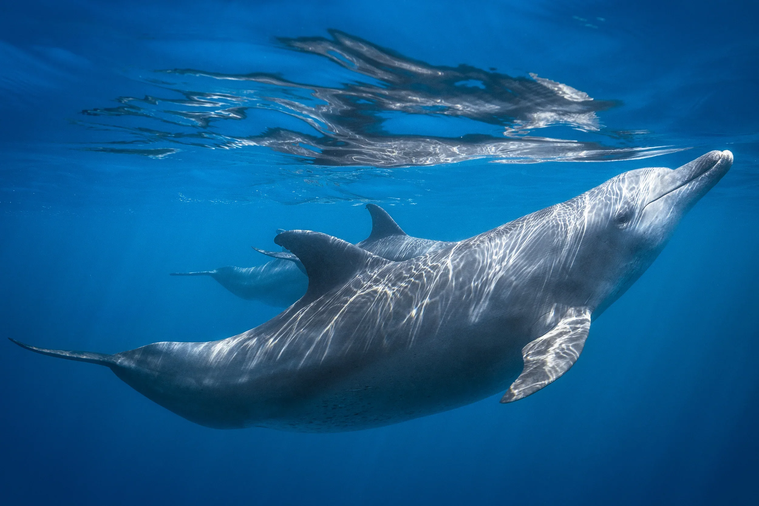 Dolphin at the surface Poster och Canvastavla