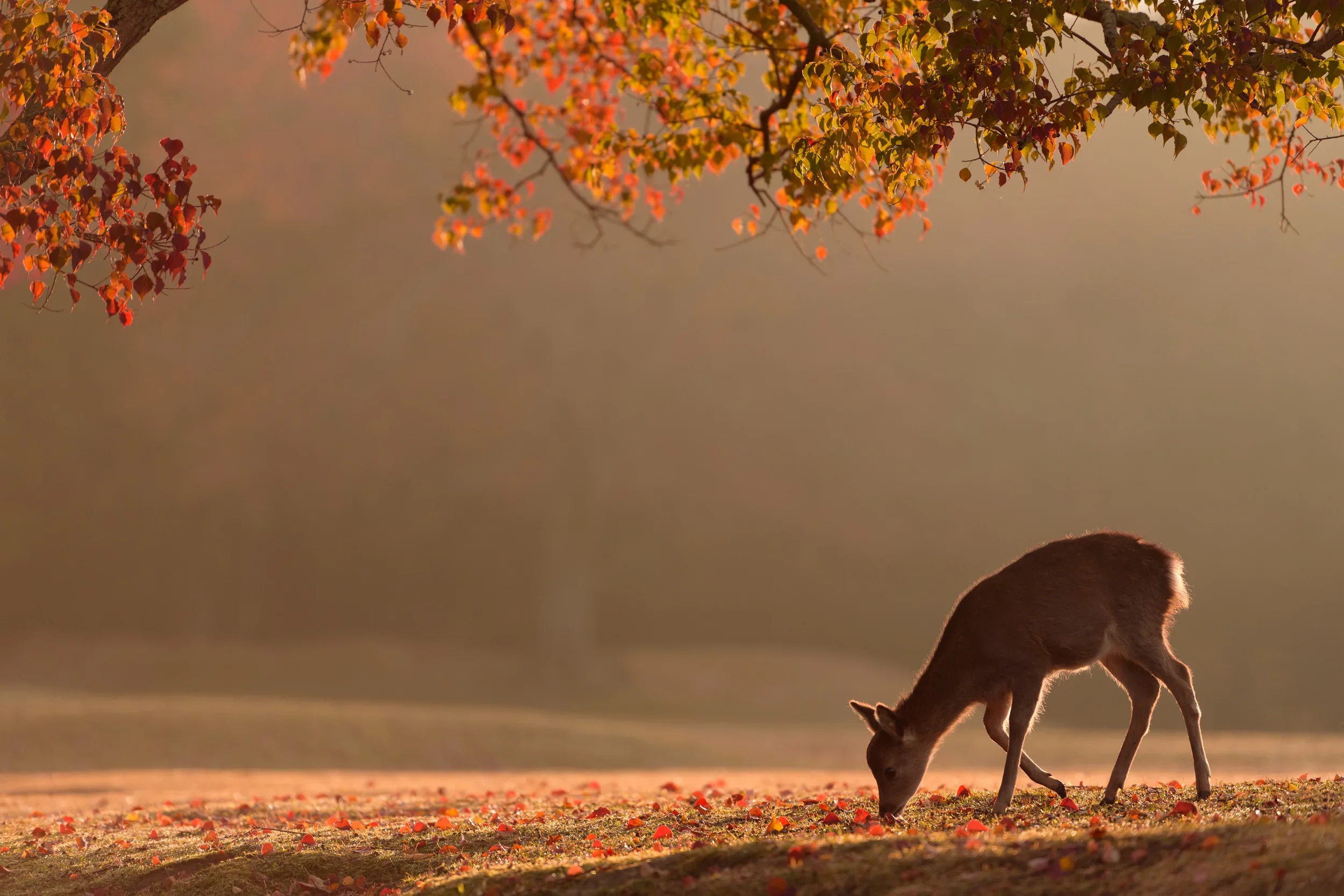 First Autumn Poster och Canvastavla