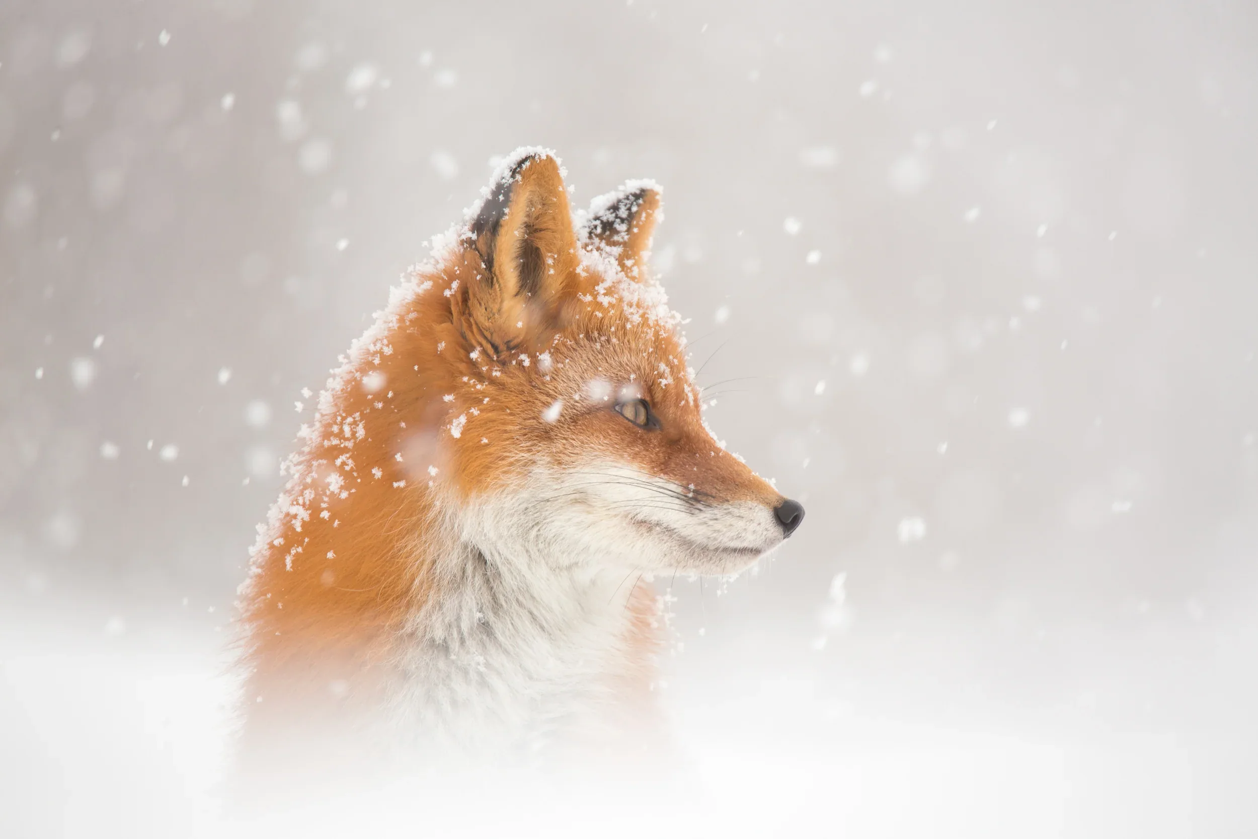 Snow is falling… Poster och Canvastavla
